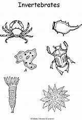 Coloring Invertebrates Classification Pages Animal Science Vertebrates Vertebrate Sheet Week Kids Activities Template Print Preschool Montessori Cycle Biology sketch template
