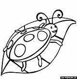 Ladybug Coloring Insect Pages sketch template