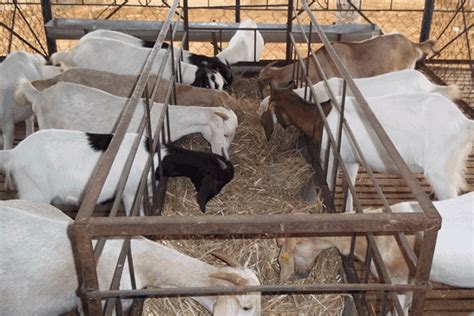 importance  sheep  goat farming sheepfarmin