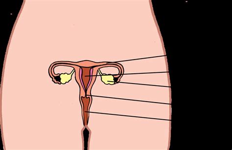 Female Reproductive Organs Illustration Used In Gr 7 9