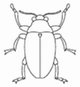 Insecten Kever Vlinders Strijkkralen Flevoland sketch template