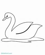 Swan Drawing Coloring Pages Simple Drawings Easy Cute Book Baby Sketches Print Template Kids Animals Choose Board Animal Color Paintingvalley sketch template