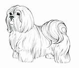 Dog Coloring Pages Collar Color Wiener Getcolorings Realistic Printable Colori sketch template