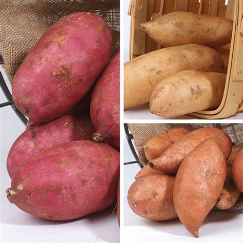 sweet potato  grow bag collection   fothergills seeds  plants