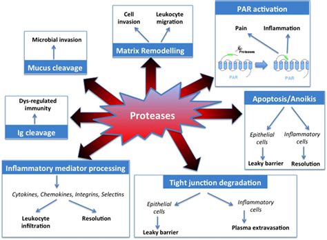 protease inhibition   therapeutic strategy  gi diseases gut