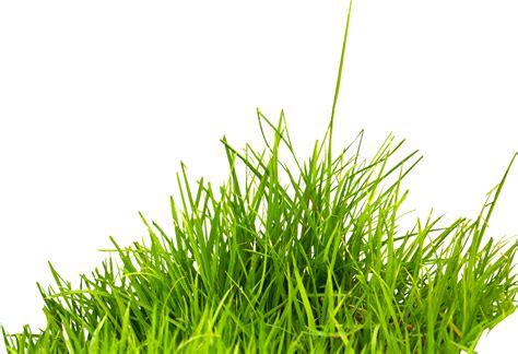 grass png image