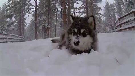 alaskan malamute puppy   playing   snow youtube
