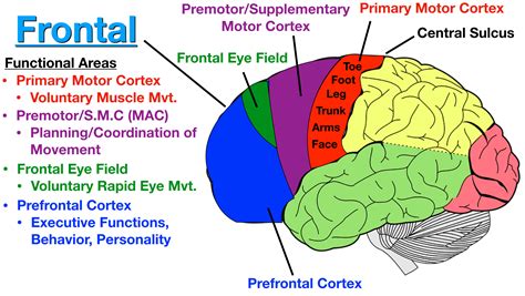 lobes   brain cerebral cortex anatomy function labeled diagram