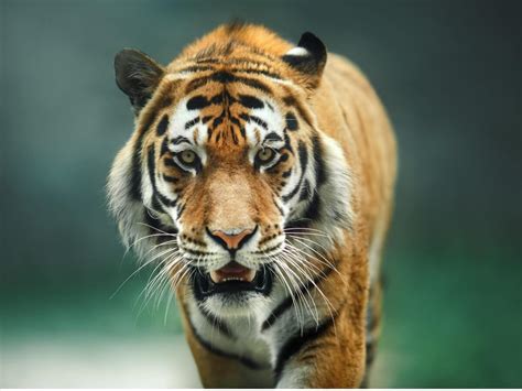 diferencias entre el tigre de bengala  el tigre siberiano mis animales