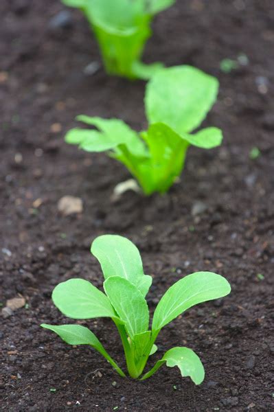 seedlings  stock  rgbstock  stock images