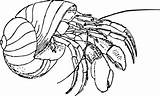 Coloring Crab Hermit Pages Popular Printable sketch template