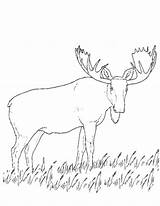 Caribou Coloring Pages Coloriage Dessin Imprimer Dessiner 1546 Printable Animals Colorier Popular Getcolorings Drawing sketch template