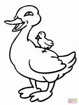 Duck Albanysinsanity sketch template