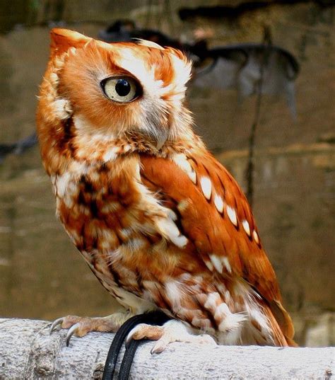 110 best owls images on pinterest