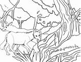Coloring Coyote Pages Printable Cool2bkids Kids sketch template