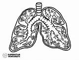 Lungs Lung Journal Justcolorr sketch template