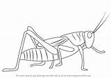 Grasshopper Pages Drawingtutorials101 sketch template