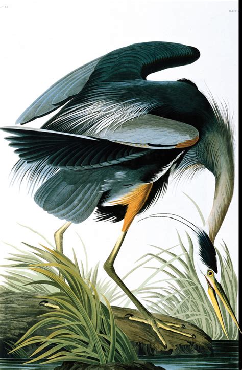 audubons iconic birds audubon