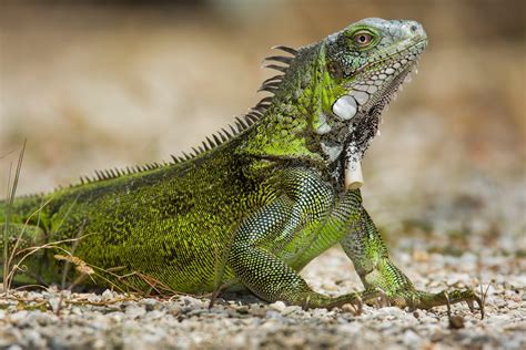 iguana fotos caracteristicas habitos ecologia infoescola