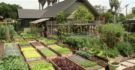 family grow   food     urban homes backyard farm