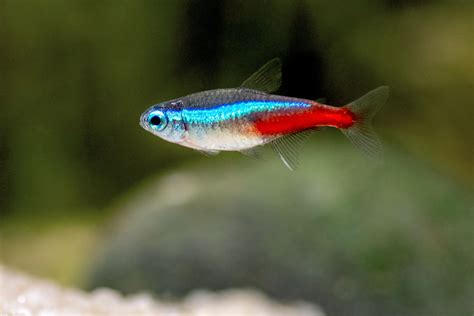 neon tetra fish species profile