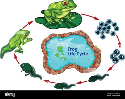 frog life cycle stock vector image art alamy
