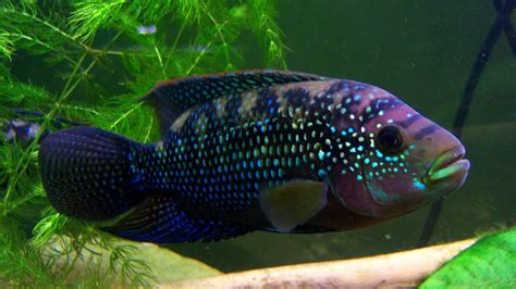 pin    pinteresting cichlids fresh water fish tank tropical