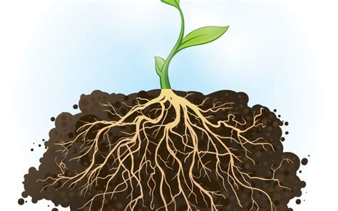 plant roots   extreme lengths  find water earthcom