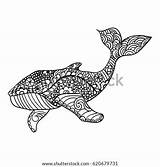 Whale Vector Zentangle Coloring Adult Print Shutterstock Stock Animal Preview sketch template
