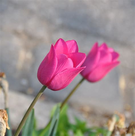 pink tulpe foto bild pflanzen pilze flechten blueten