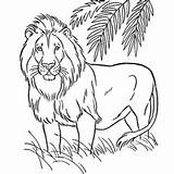 Lion Coloring Pages Lions American Printable Color Kids Detroit Animals Colorear Para Asiatic Online Barbary Animal Safari Realistic Sheets Mean sketch template