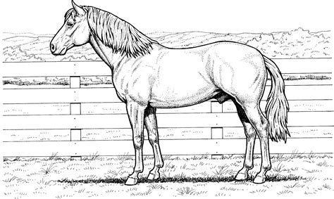 printable realistic horse coloring pages