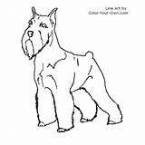 Schnauzer Coloring Color Terrier Pages Miniature Dog Line Own Dogs Standard Index Kids Sketch Choose Board sketch template