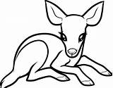 Deer Coloring Pages Baby Drawing Whitetail Doe Print Cute Colouring Buck Tailed Animals Printable Easy Draw Drawings Kids Colour Color sketch template