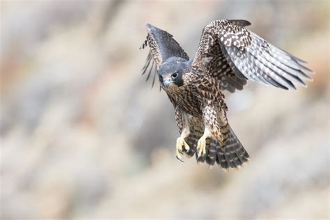 falcon attack strategies   seize rogue drones earthcom