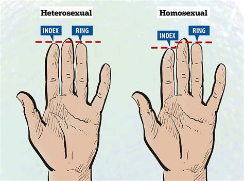 length of your ring and index fingers could reveal your sexuality