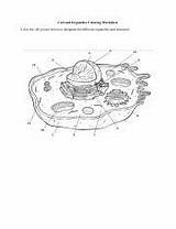 Cell Organelles Coloring Worksheet Docx Pdf sketch template