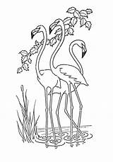 Printable Flamingo Coloring Kids Pdf Graphics Flamingos Click Size sketch template