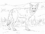 Coyote Dibujo Coyotes Supercoloring Kojote Ausmalbilder Animales Designlooter Malvorlagen Coloringtop sketch template