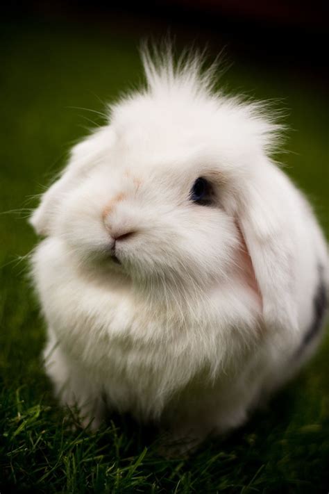 super fluffy bunny easter pinterest