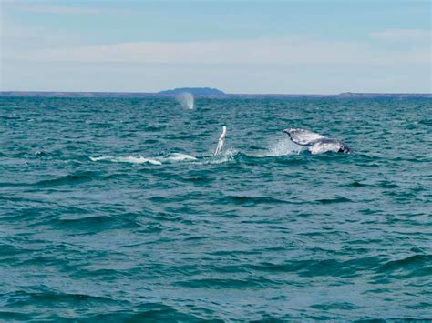 mexico baja sur laguna san ignacio grey whale sex travel2unlimited