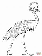 Crane Crowned Coloring Pages Drawing Sandhill Printable Cranes Color sketch template