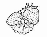 Colorir Morangos Fragole Morango Fresones Imprimir Dibuixos Dibuix Acolore Strawberries Stampare Frutta sketch template