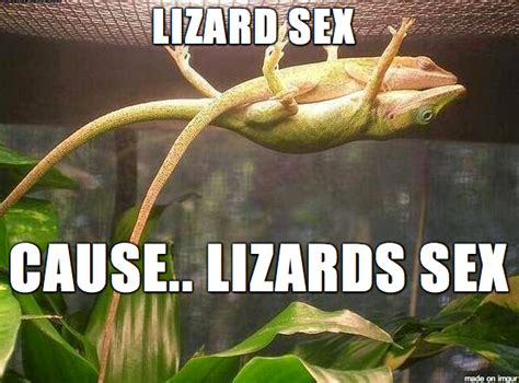 Lizard Sex Meme On Imgur