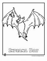 Endangered Animal Bat sketch template
