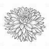 Dahlia Aster Chrysanthemum Monochrome Bloem sketch template