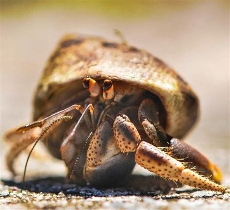 hermit crab care myths pethelpful