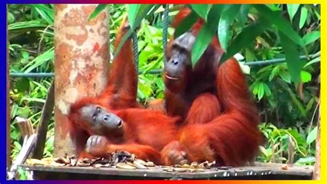 bornean orangutan monkey breeds mating  love  training