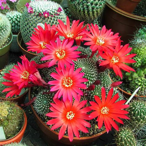 pictures celebrating  beauty  cactus flowers