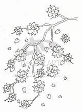 Cherry Blossom Coloring Pages Tree Drawing Tattoo Flower Trees Outline Beautiful Visit Choose Board sketch template